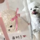 프레젠독(present dog) 이미지