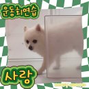 조짜장 | 8살 소심이 강아지도 행복하게 다닐수있는 애견유치원 "컴피그라운드" 추천♥(수원 광교 애견유치원 추천)