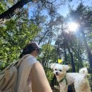 올레길 산림형 2코스 | [구로 매봉산 등산] 구로올레길 산림형 2코스(동부골든 출발 온수역 도착)