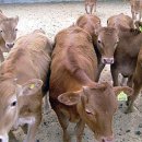 다롱농장 이미지