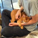 본힐링하우스 | 미사 고양이카페 냥냥하우스 재방문 후기 🐾 남편이랑 힐링 데이트