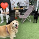 너는 내 댕댕 이미지