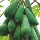 그린파파야 이미지