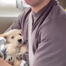 ​내가 정말 여기 살아도 돼요? 유기견의 간절한 눈빛을 보고 결국 눈물이 터졌습니다 이미지
