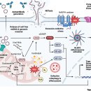 Treg cell 미토콘드리아 기능 장애 --＞ 자가면역질환 이미지