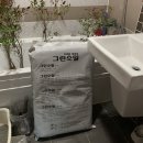 실내 인테리어 식물 추천 : 남천나무 키우기🌳 / 데팡스, 한밭농원 후기