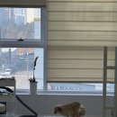 모모그루밍 이미지