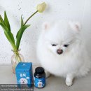 노견생활연구소 올독 강아지 눈 눈물영양제 후기
