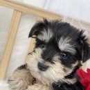 사교농장 이미지