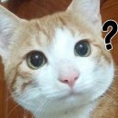 세븐PC게임랜드 이미지