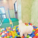 이츠펫(청당점) 이미지