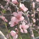 치상농장 이미지