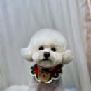 도도 그루밍 이미지