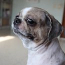 쇼독(Show dog) 이미지