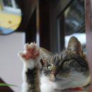 츄츄동물병원 이미지