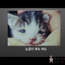 개꿈꾸는 고양이 이미지