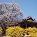 개나리 진달래 벚꽃 2011년 개화예정일 이미지