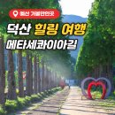 덕산 산딸나무길 | 예산 가볼만한곳 덕산 메타세콰이어길 힐링 여행과 야경