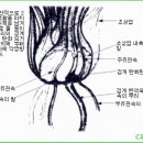 한국춘란의 발아 및 발근 관리/ 02(한번기256) 이미지