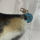 도담펫 이미지