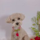 황언니 펫살롱 이미지