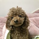 몽이네 애견샵 이미지