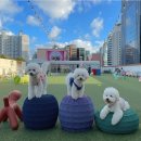 부산애견 이미지