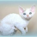 나비캐터리 이미지