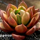 참솔 이미지