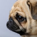 애정농장 이미지