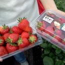 임영택농장 이미지