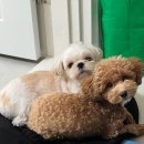 우성상가 | 강아지 짖는 소음 때문에 고민인가요.??(경기도 안양시 만안구 안양동 우성아파트 현관문 방음재 시공)