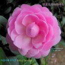 호주동백꽃 판매-121번 명:E.G.Waterhouse-E.G.워터하우스 엘레강스 핑크빛 유혹의 동백꽃 이미지