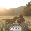 펫부머