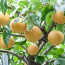 유성농장 이미지