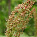 소렐(Sorrel) 이미지