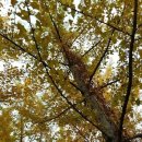 저희산햇은행 (껍질깐)귀리미수가루 햇치자열매말린것 노지화고100 %버섯가루(합배송가능 택비는4000원 한번만내심됩니다 이미지