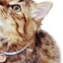 다온펫# 이미지