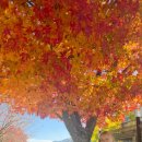 달방댐 | 🍁 동해 달방댐, 단풍은 예술인데… 고양이 한 마리에 마음이 묵직해진 날