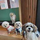 마이펫 부산대점 이미지