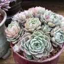 승아농장 이미지