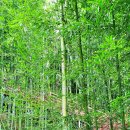 영천강 강변로 이미지