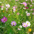 대전천북로 이미지