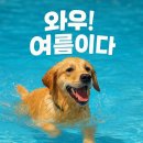 서울펫츠베이 | 반려견과 여름을 즐기는 최고의 방법! 서울-경기 반려견 수영장 추천 모음