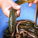 황금장어 이미지