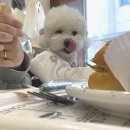 사랑방펫 이미지