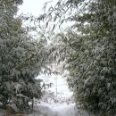 울릉도 알프스 이미지