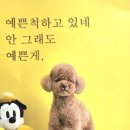 크라운독 이미지