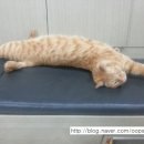 추영재동물병원 이미지