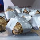 Turtles and tortoises found wrapped in tape and stashed in luggage at Manila airport 이미지